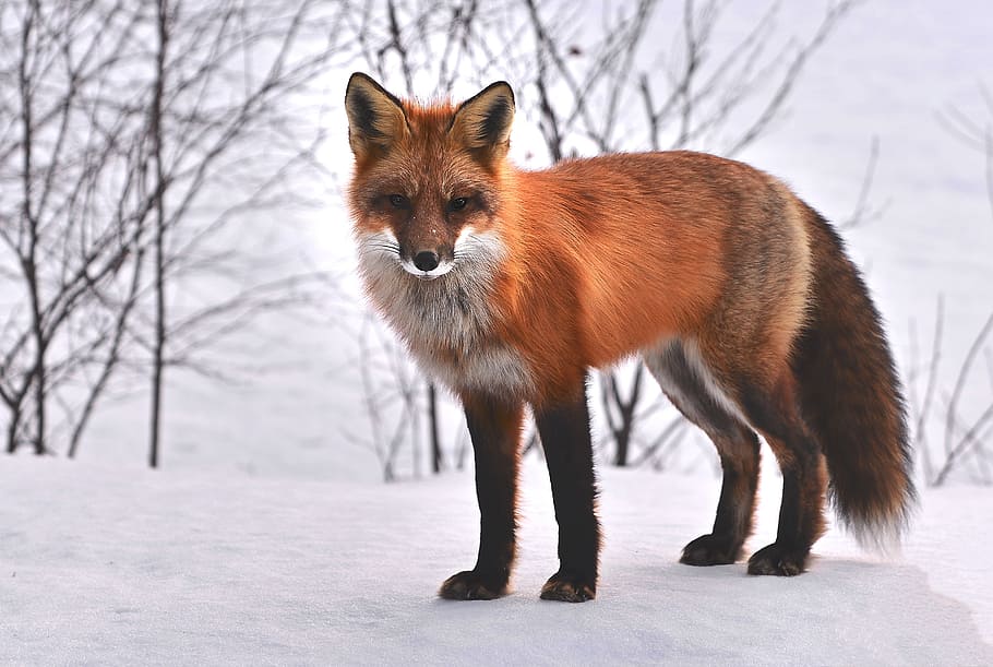 brown fox photography, nature, animals, roux, fauna, wild animal HD wallpaper