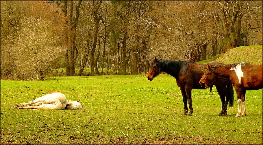 two brown horse standing near white horse lying on green grass during daytime