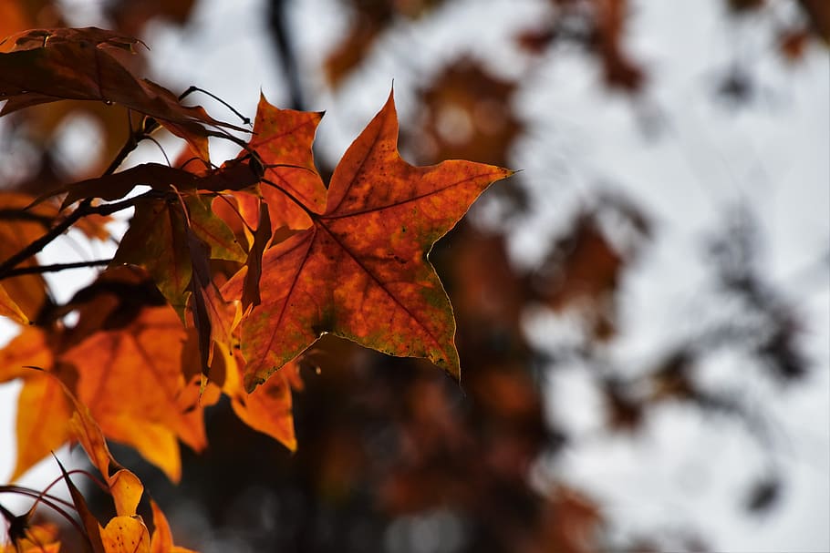 red leaves, maple, light and shadow, leaf, autumn, plant part HD wallpaper