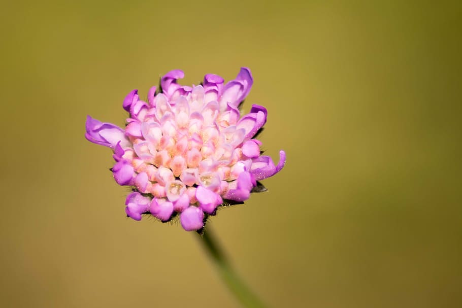 blossom, bloom, unknown, flower, macro, pink, purple, no people HD wallpaper