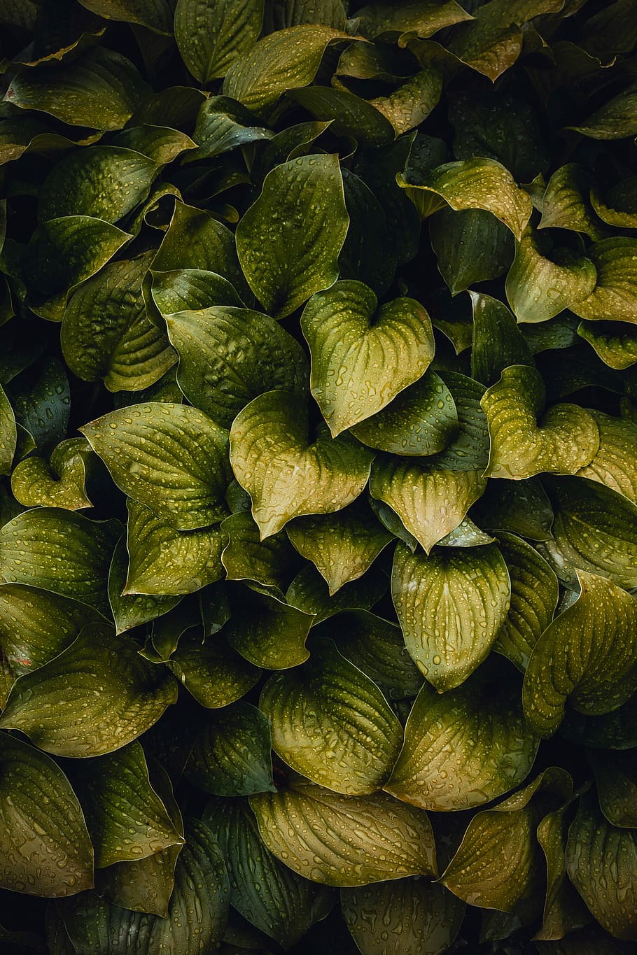 heart-shaped green leaf plants, ovate green leafed plant photography