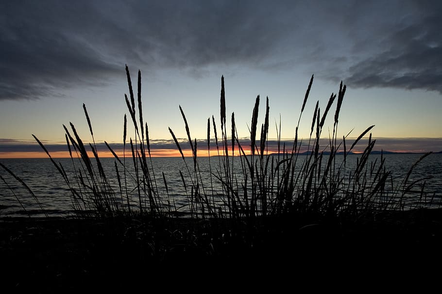grasses, sunset, arctic, landscape, refuge, scenic, water, dusk HD wallpaper