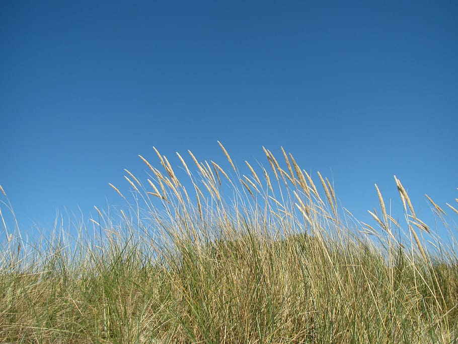 beach, sky, grasses, fehmarn, field, dry grass, summer, plant HD wallpaper