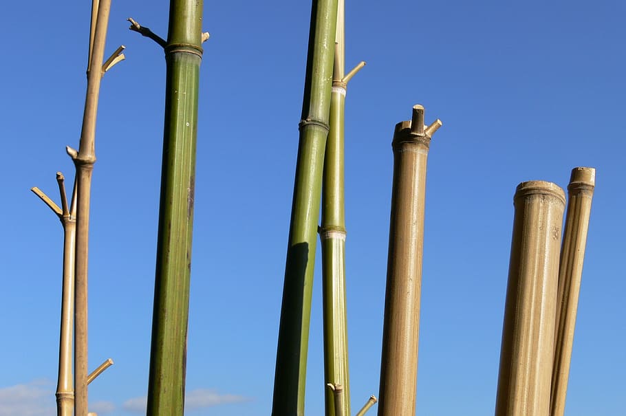 brown bamboos under blue sky, cannes, stems, clear sky, low angle view HD wallpaper