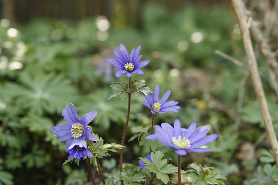spring, flower, anemone, blossom, flowering plant, vulnerability HD wallpaper