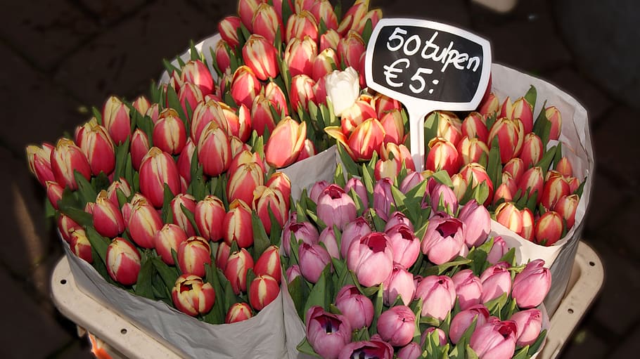 flowers, tulip, network, red, rosa, spring, shop, market, price HD wallpaper
