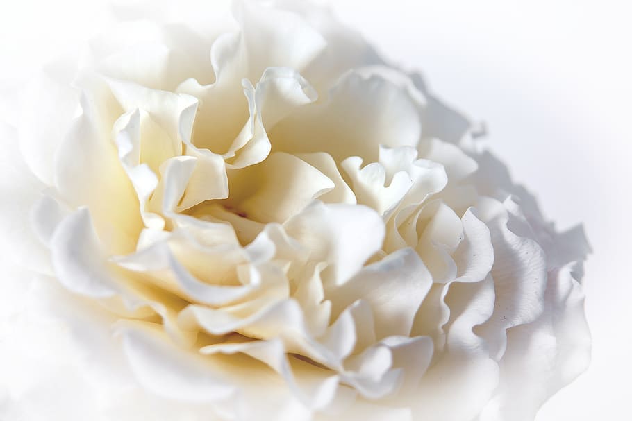 white flower closeup photography, rose, macro, blossom, bloom HD wallpaper
