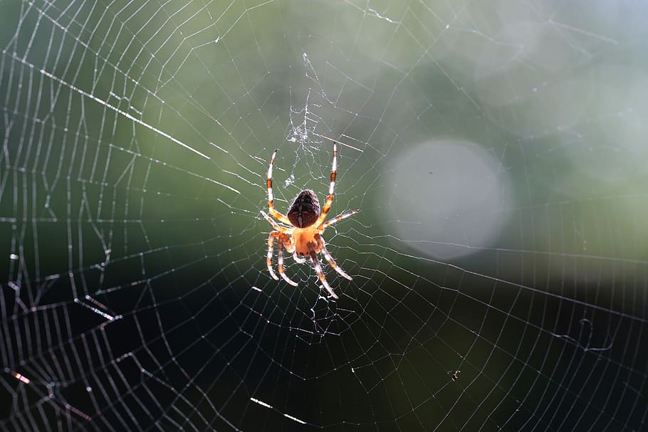 spider, araneus, cobweb, close up, macro, animal, insect, nature HD wallpaper