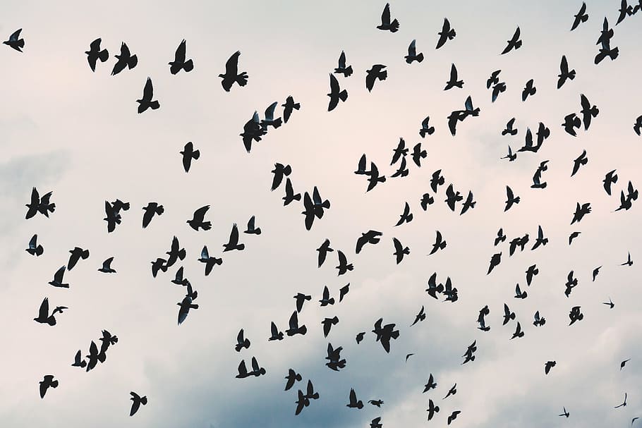 birds flying on sky, flock, flew, low, angle, view, clouds, nature, HD wallpaper