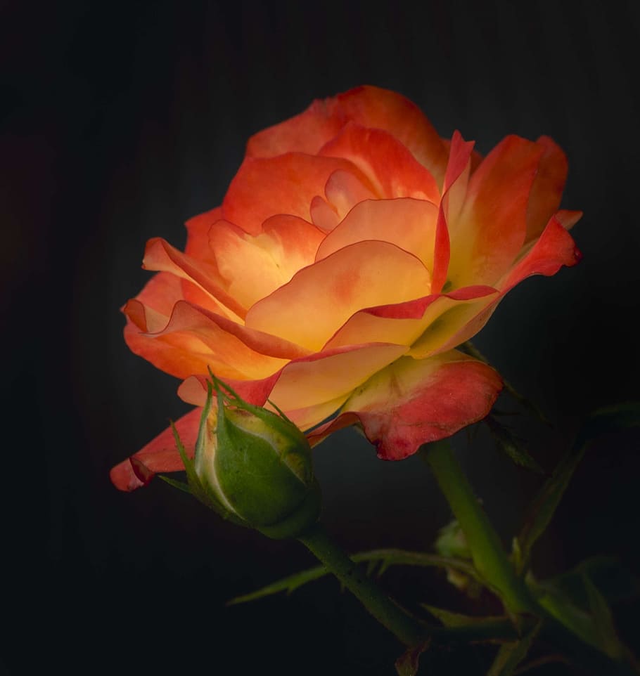 orange and white rose flower, petals, red, flame, fiery, close HD wallpaper