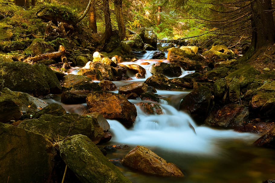 river between green tress during daytime, autumn, beautiful HD wallpaper