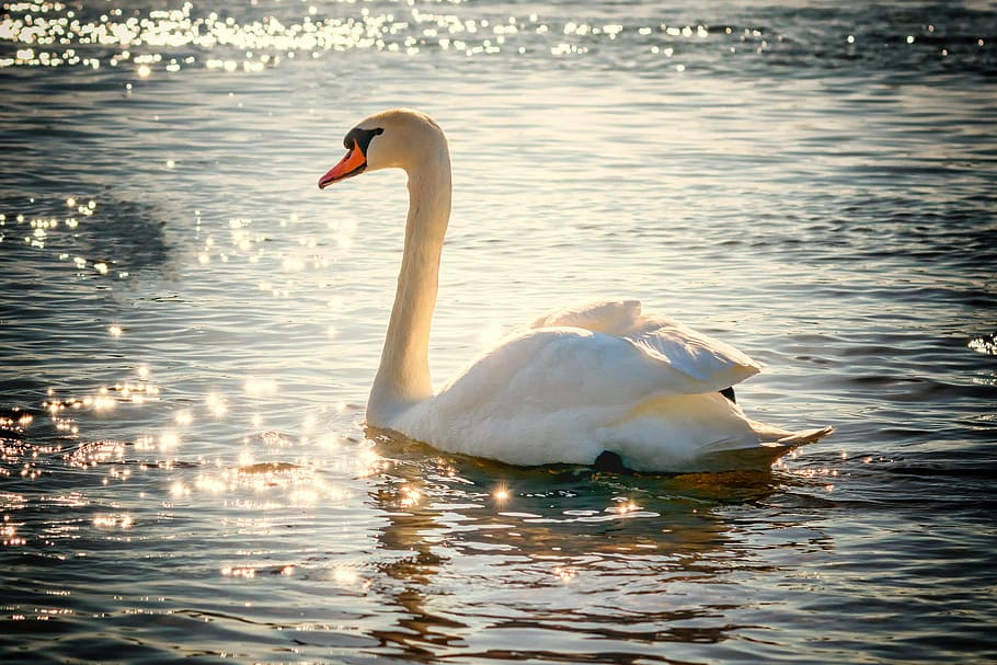 white swan on body of water, bird, lake, feather, nature, water bird