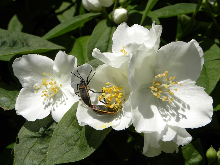 jasmine flower, insects mating, bugs, flowering plant, fragility HD wallpaper