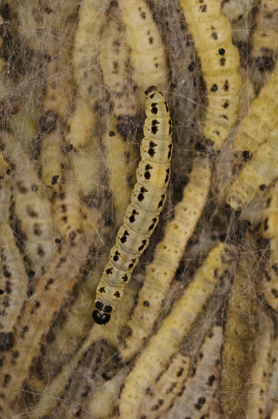 track, close, insect, nature, caterpillar-threatening, macro HD wallpaper