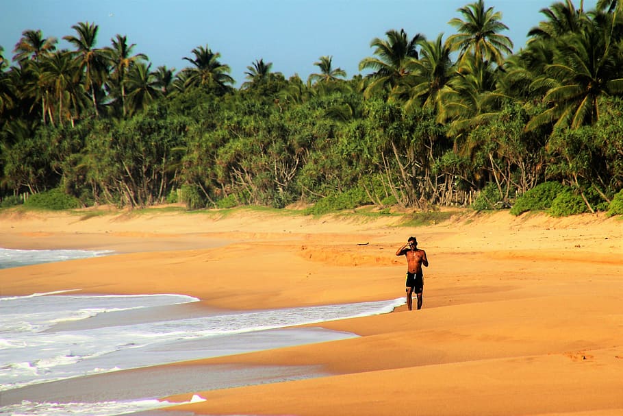 person standing near of body of water, palm trees, jogger, ocean HD wallpaper