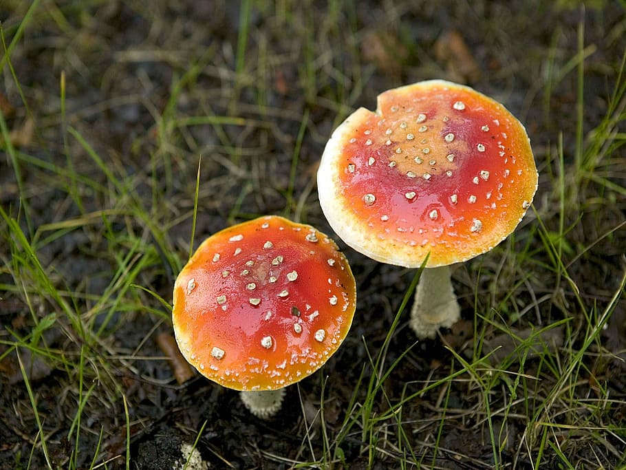 fungus, basidiomycete, psychoactive, poisonous, mushroom, muscaria HD wallpaper