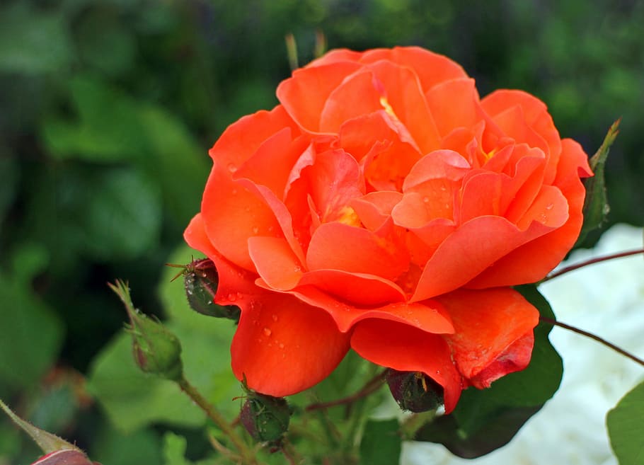 Blossom, Bloom, Pink, Roses, red, flowers, romantic, petals HD wallpaper