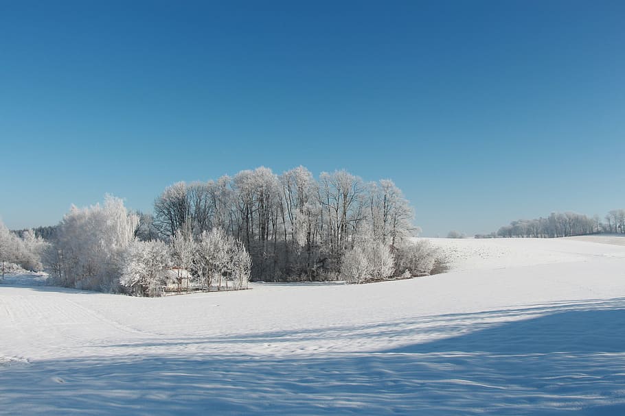 snow, winter, landscape, wintry, blue sky, snow meadow, snowy HD wallpaper