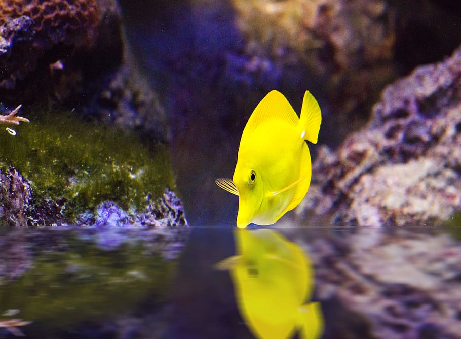 yellow fish underwater close-up photo, surgeonfish, aquarium