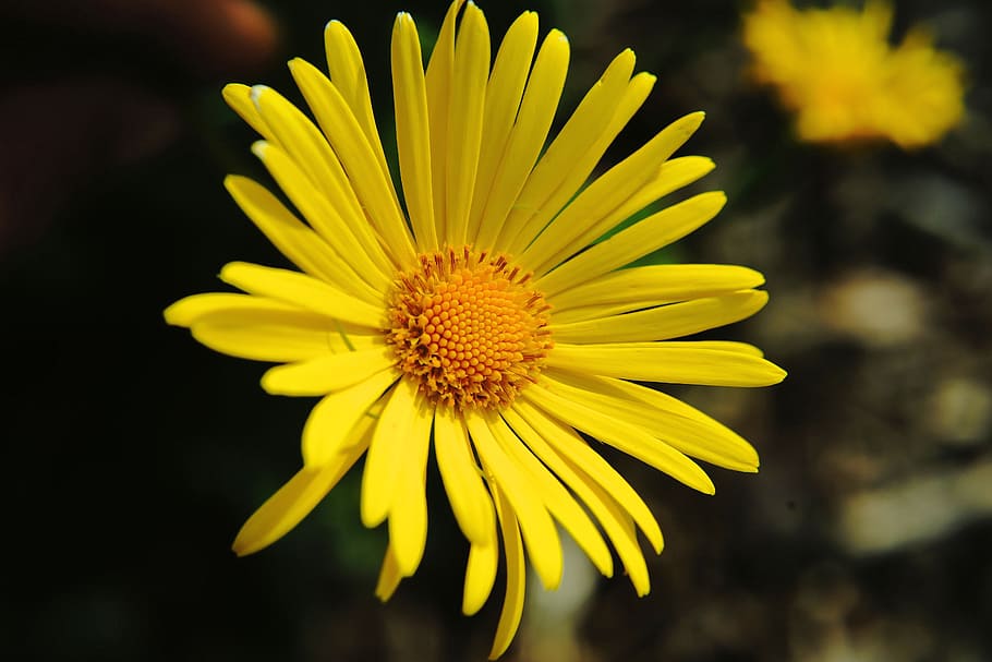 flower, blossom, bloom, close, yellow, plant, back light, yellow flower HD wallpaper