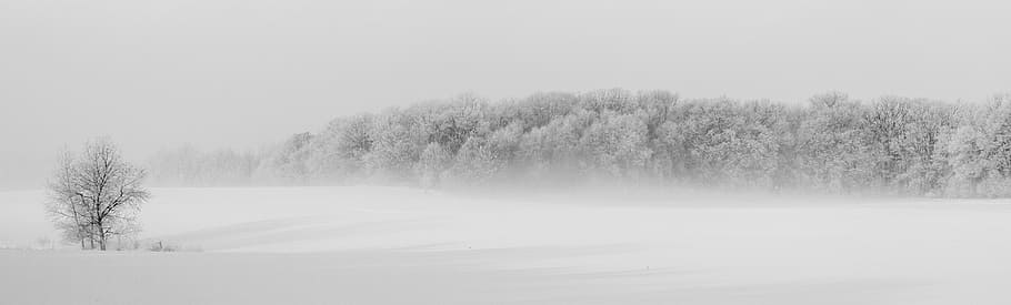 Winter Forest Illustration, cold, dawn, fog, foggy, frost, frozen, HD wallpaper