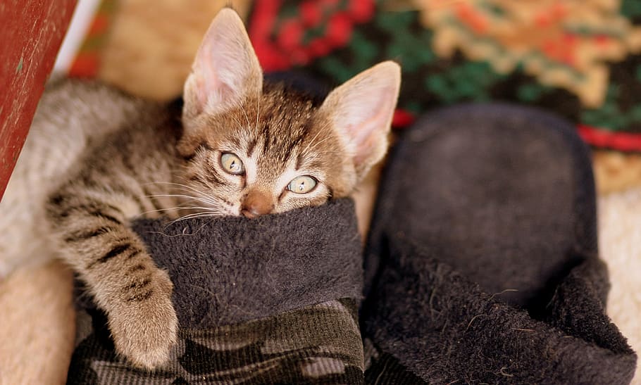 brown tabby cat on brown home slippers, play, funny, small HD wallpaper