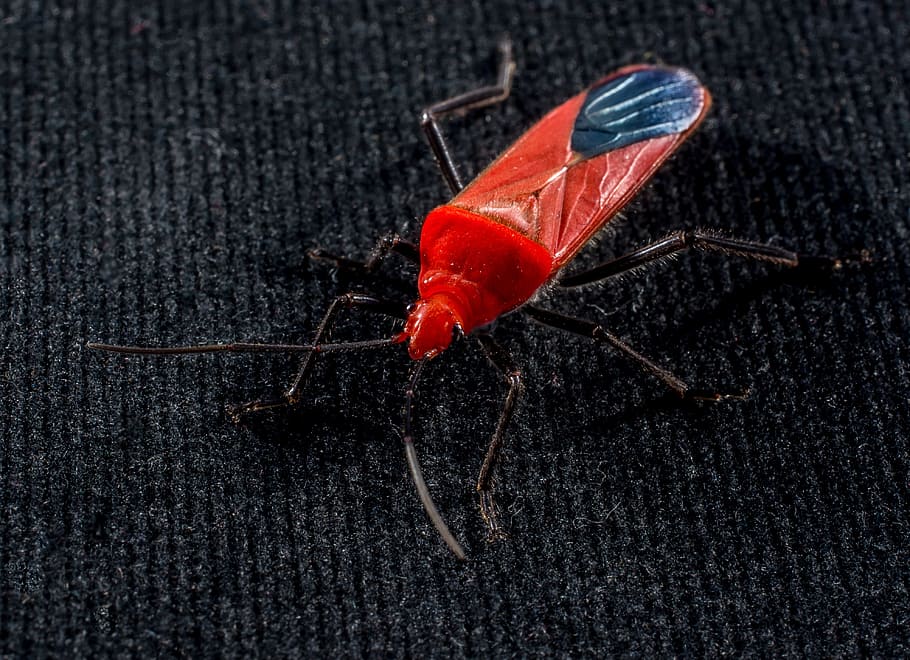Red Beetle, Insect, Macro, no people, close-up, studio shot HD wallpaper