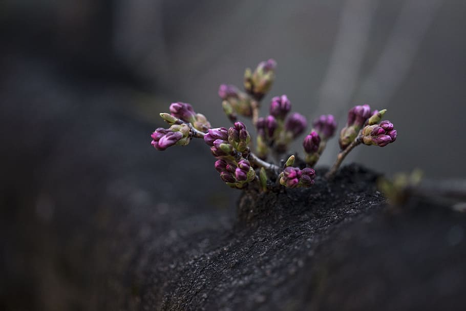flower, violet, petal, bloom, garden, plant, nature, autumn HD wallpaper