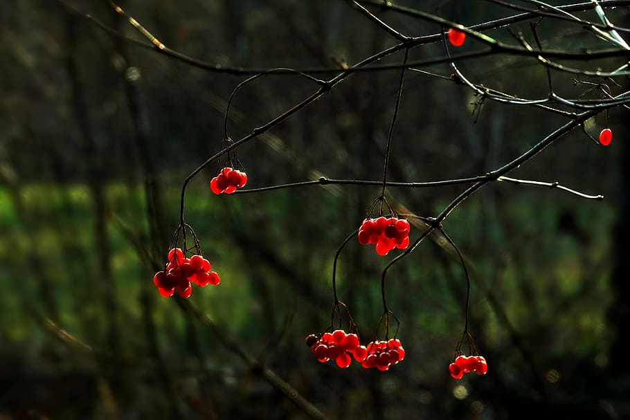 nature, tree, berry red, winter, plant, season, bush, focus on foreground HD wallpaper