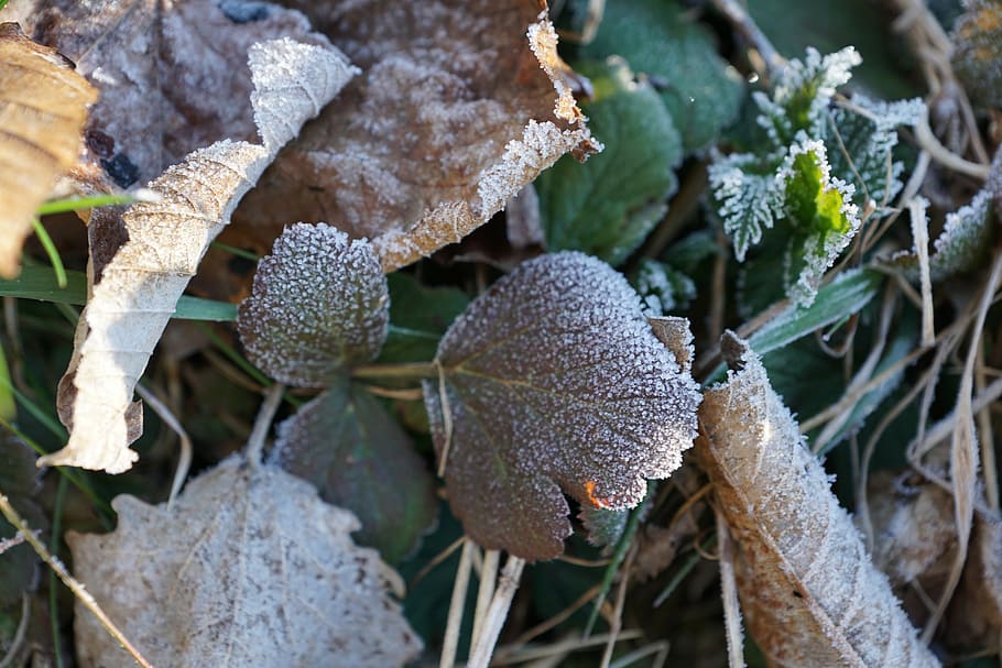 Grass, Iced, Nature, Winter, Cold, eiskristalle, spring, ze HD wallpaper
