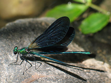 Dragonfly, Bug, Fauna, Wing, Nature, green, blue, rock, stone HD wallpaper