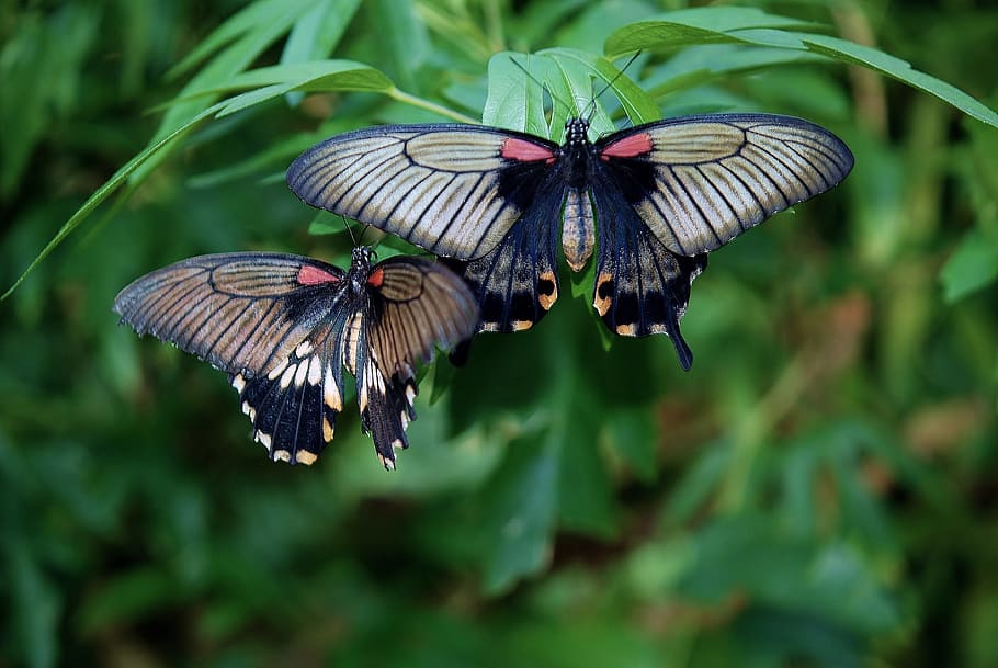 close-up photo of black-and-gray swallowtail butterflies, butterfly HD wallpaper