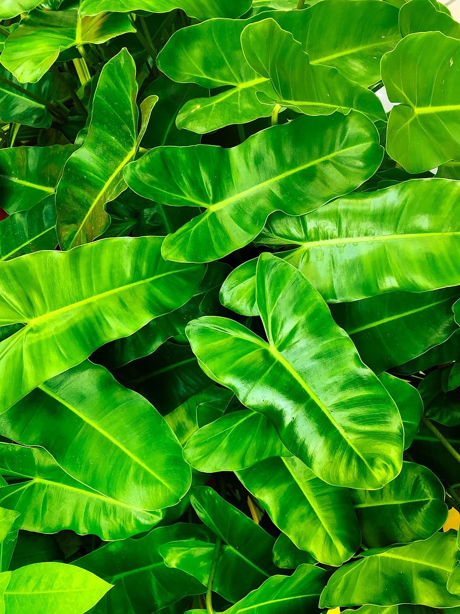 ab, leaf, flora, growth, nature, freshness, plant part, green color HD wallpaper