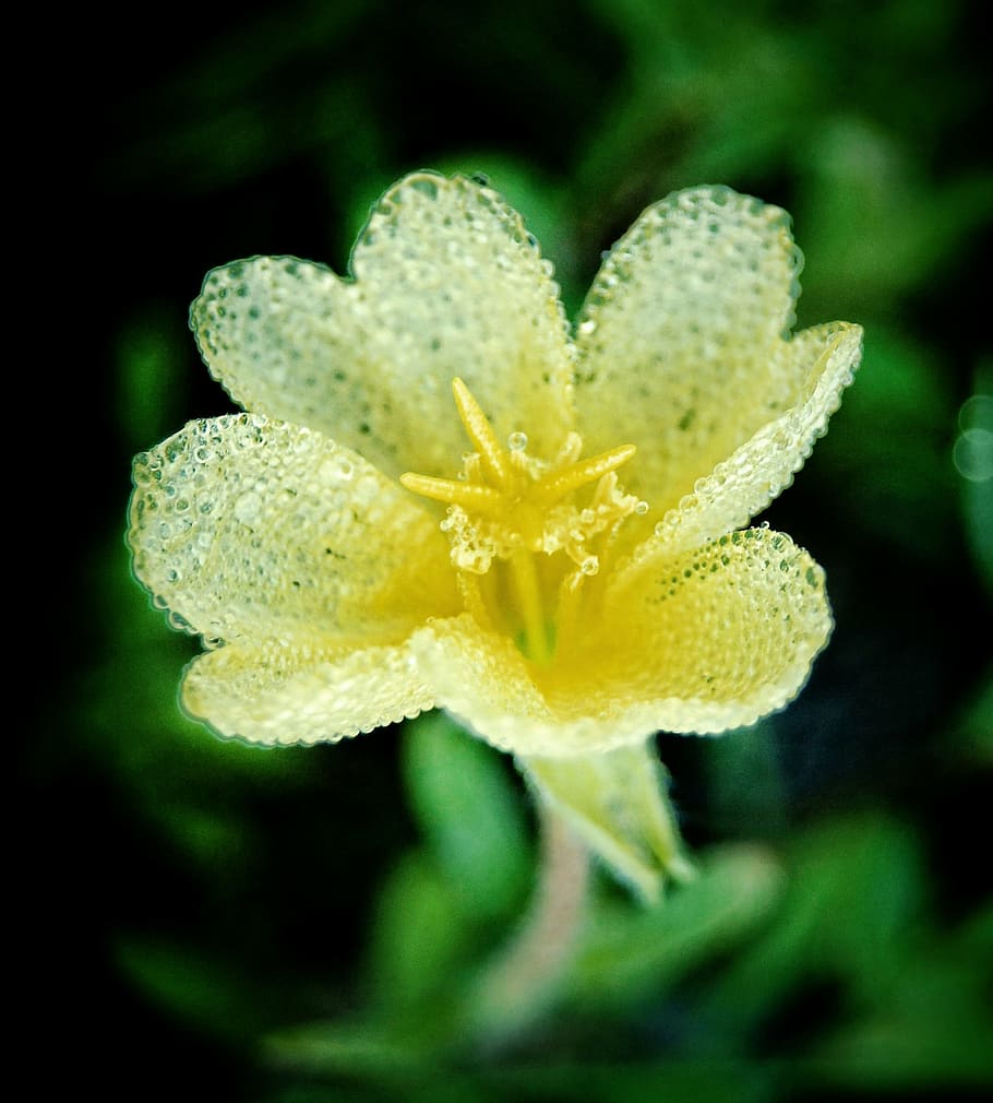 flower, yellow, nature, white, wet, transparent, bubble, texture HD wallpaper