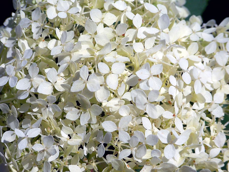 hortensia, hydrangea, white, flower, flora, plant, white color HD wallpaper