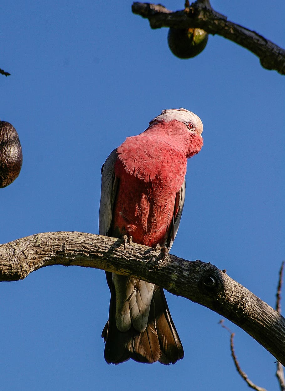 galah parrot perched on branch of tree during daytime, rose-breasted cockatoo