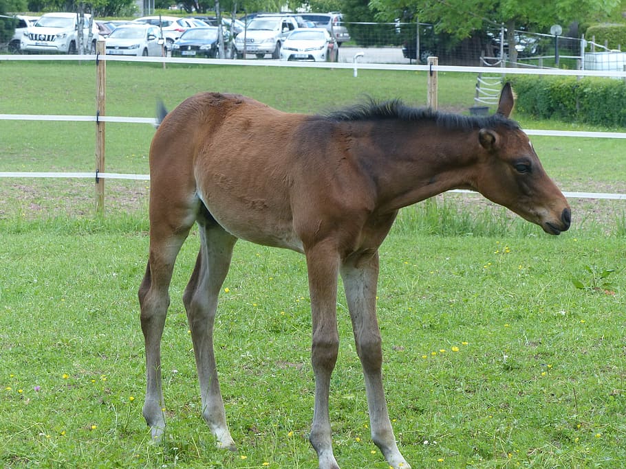 foal, coupling, pasture, paddock, young animals, grass, horse breed HD wallpaper