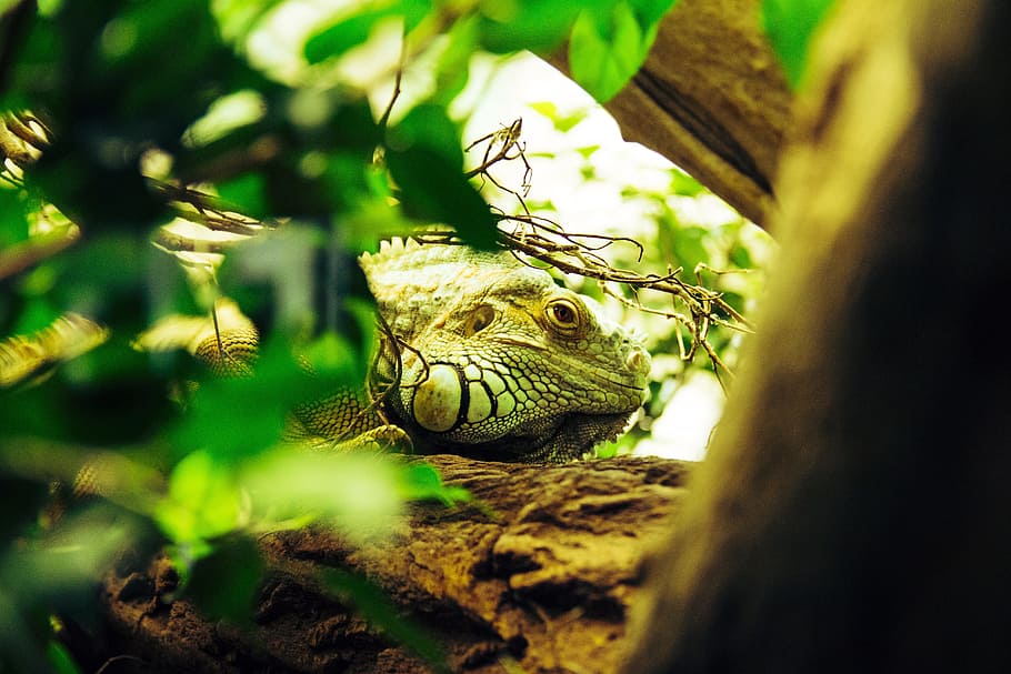 iguana, reptile, lizard, dragon, scale, green, zoo, monitor HD wallpaper
