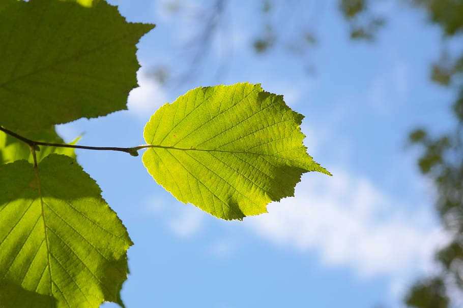 shallow focus photography of green leafed during daytime, back light HD wallpaper