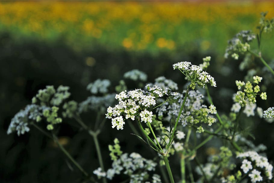 spring, field, flower, plant, nature, season, lawn, at the court of HD wallpaper