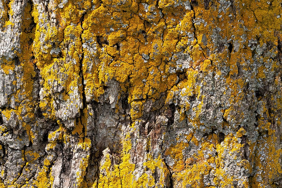 bark, tree, oak, old oak, bast, shed bark, lichen, yellow, orange HD wallpaper