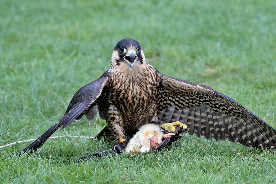Falcon, Bird, Beak, Predator, Nature, raptor, prey, animal HD wallpaper