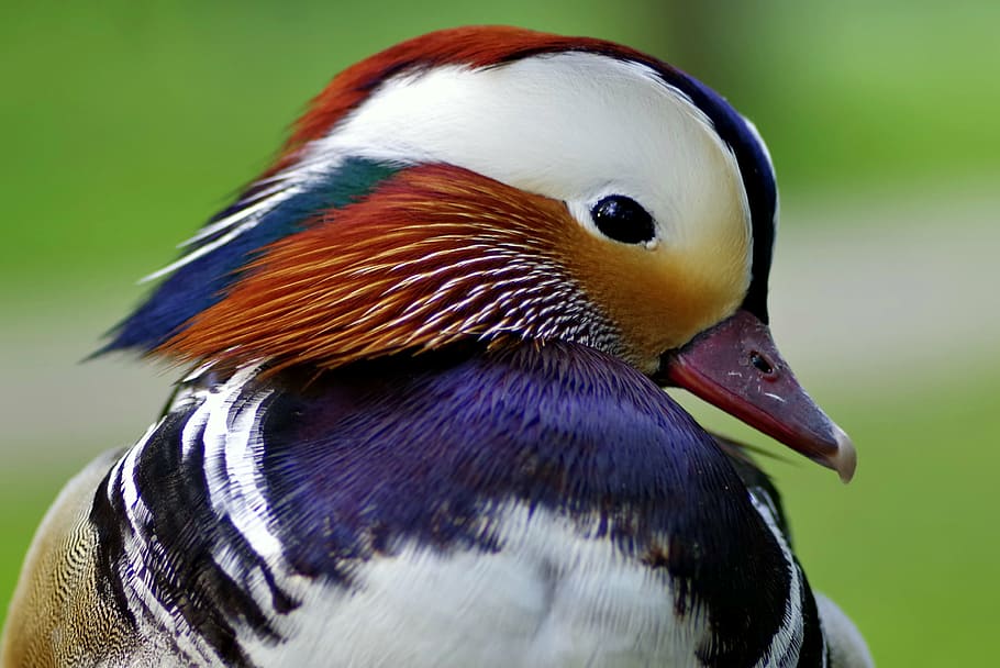 mandarin duck, bird, dashing, sideways, the head of the, colors HD wallpaper