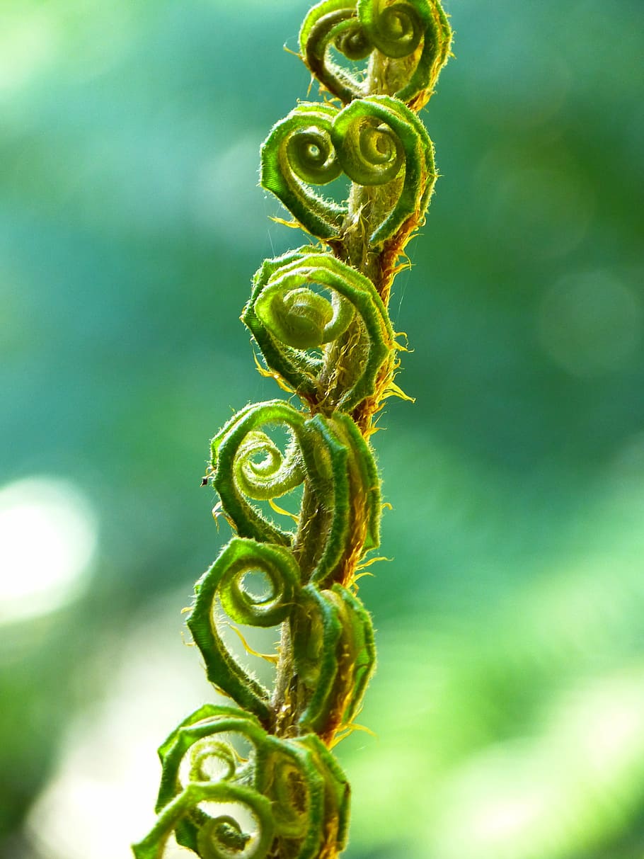 fern, fiddlehead, roll out, plant, green, leaves, nature, young leaves HD wallpaper