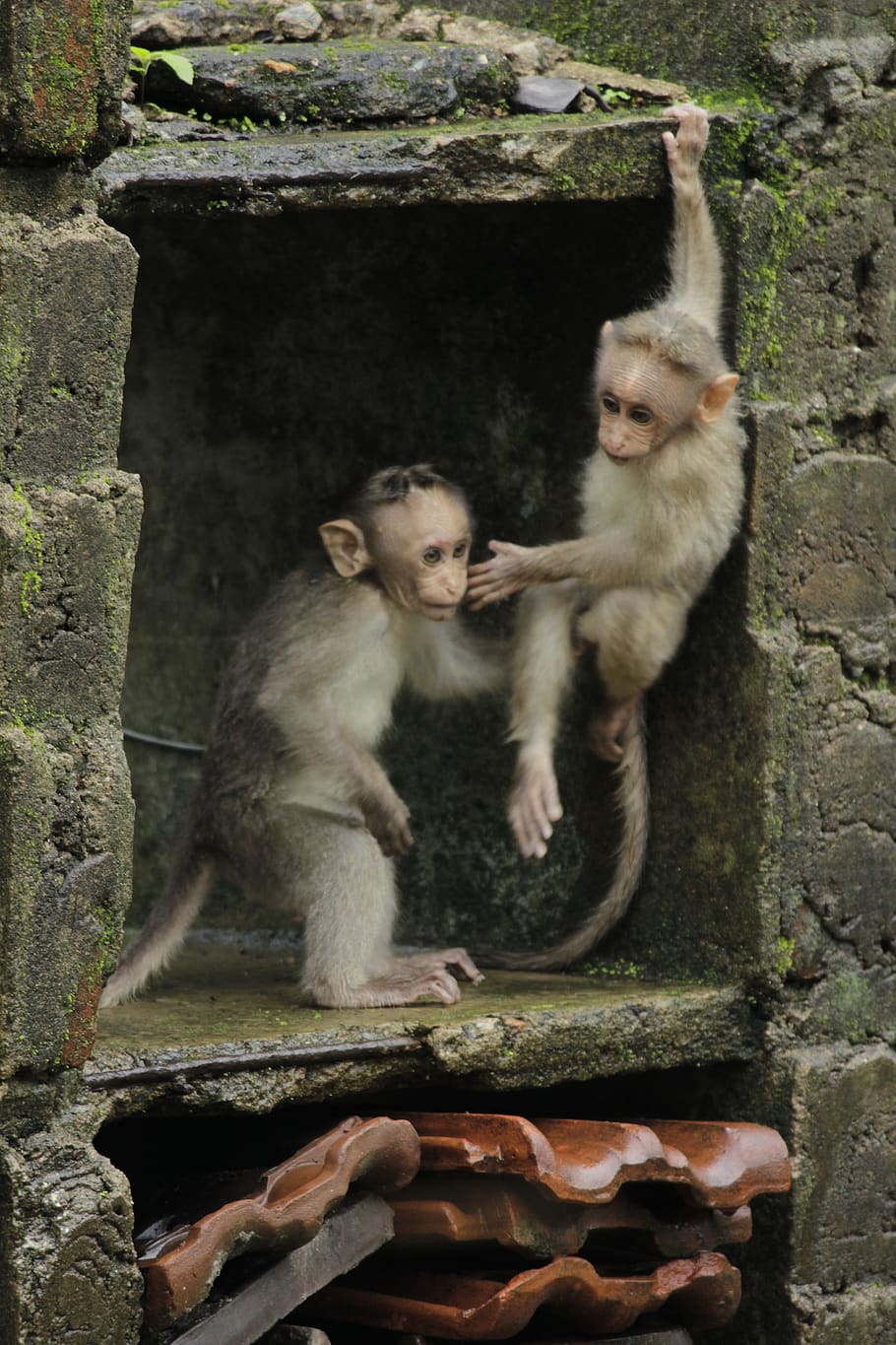 monkey, wildlife, forest, babies, small, zoo, group of animals HD wallpaper