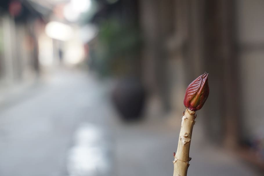the pods, branch, spring, focus on foreground, close-up, day HD wallpaper