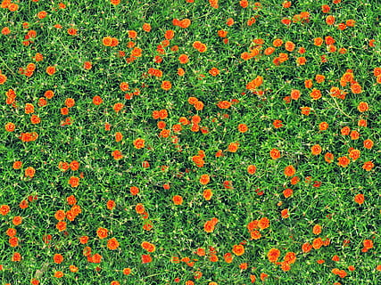 aerial photography of orange flowers, carnations, seamless HD wallpaper