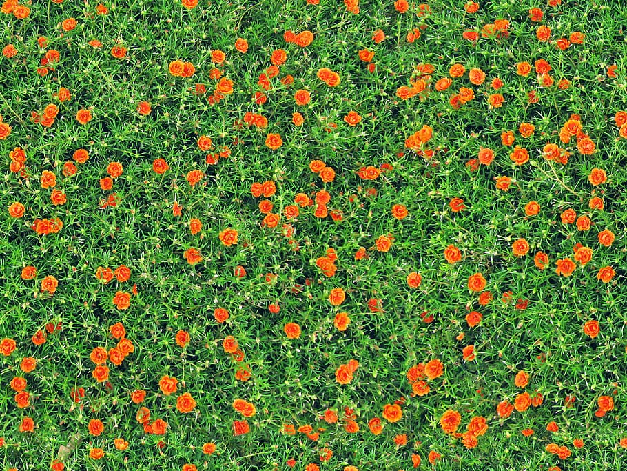 aerial photography of orange flowers, carnations, seamless, texture