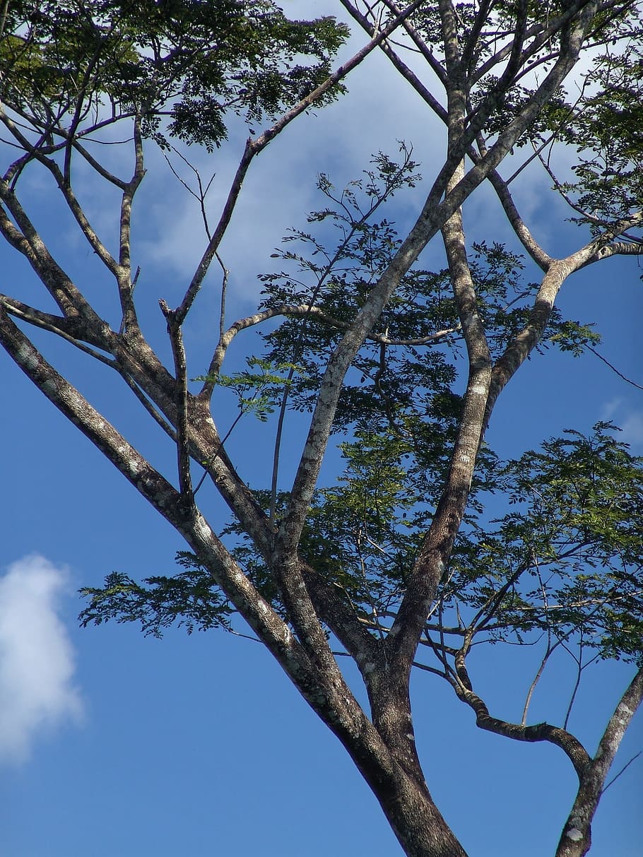 Tree, Crown, Africa, Canopy, Shadow, nature, sky, branch, blue HD wallpaper