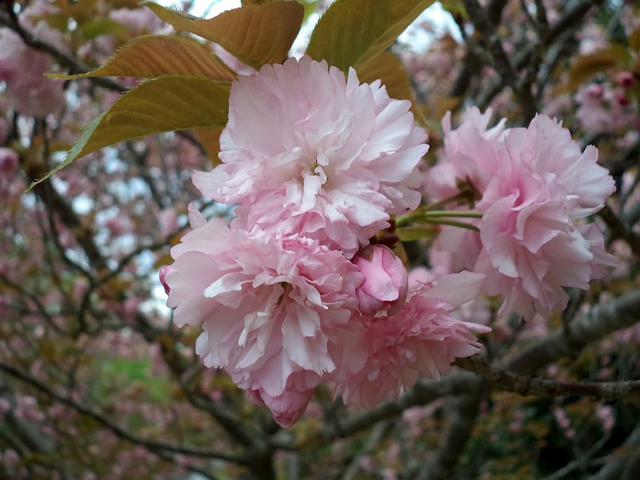 flower, pink, tree, blossom, spring, blossoms, spring flowers HD wallpaper